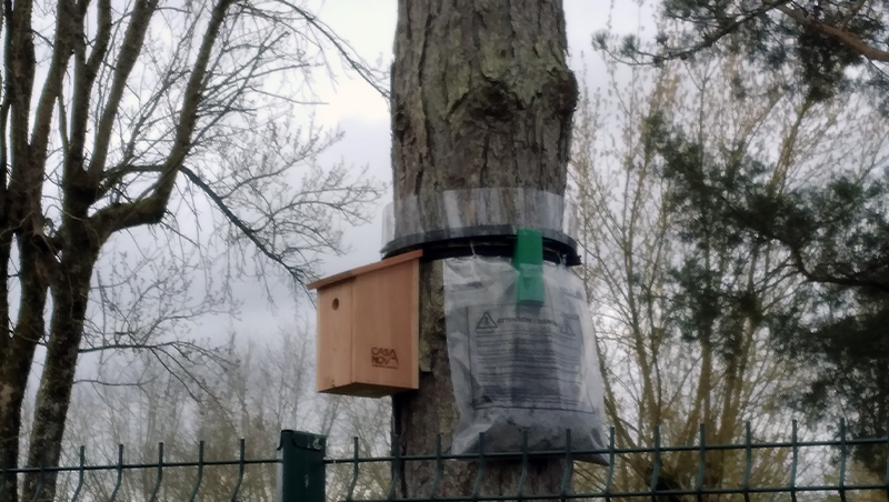 Chenille processionnaire